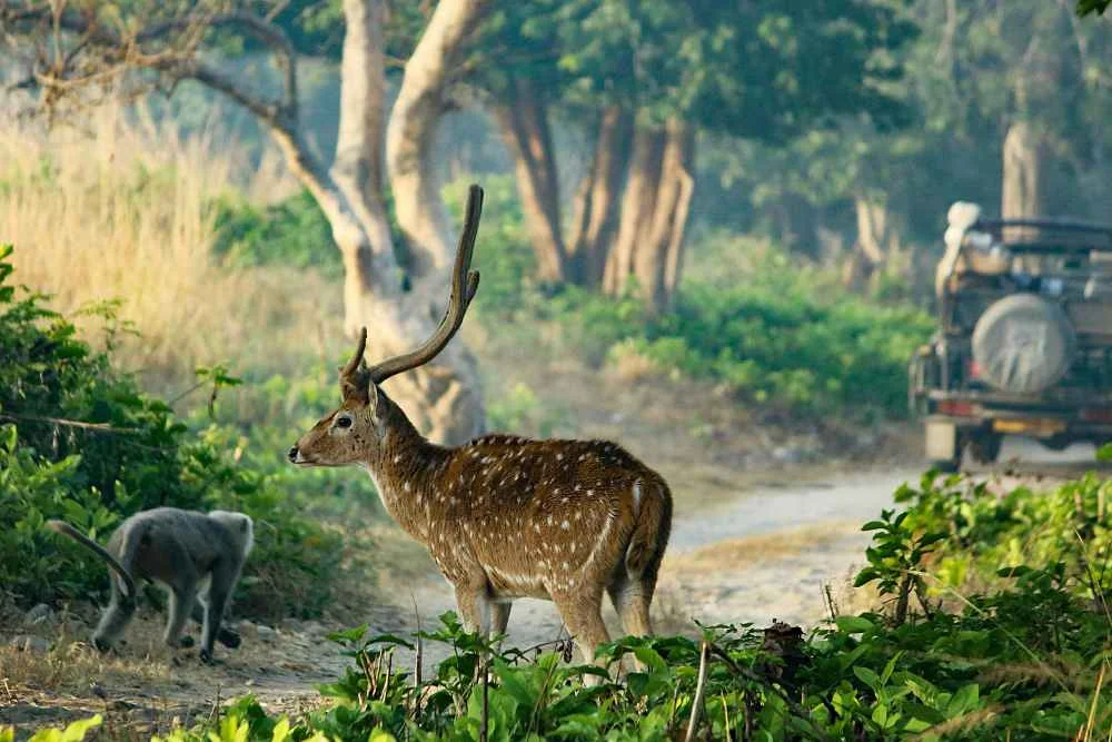 Nature and wildlife near Hathidagar, Jim Corbett